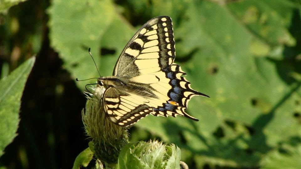 Papilio (Papilio) machaon DSC10757