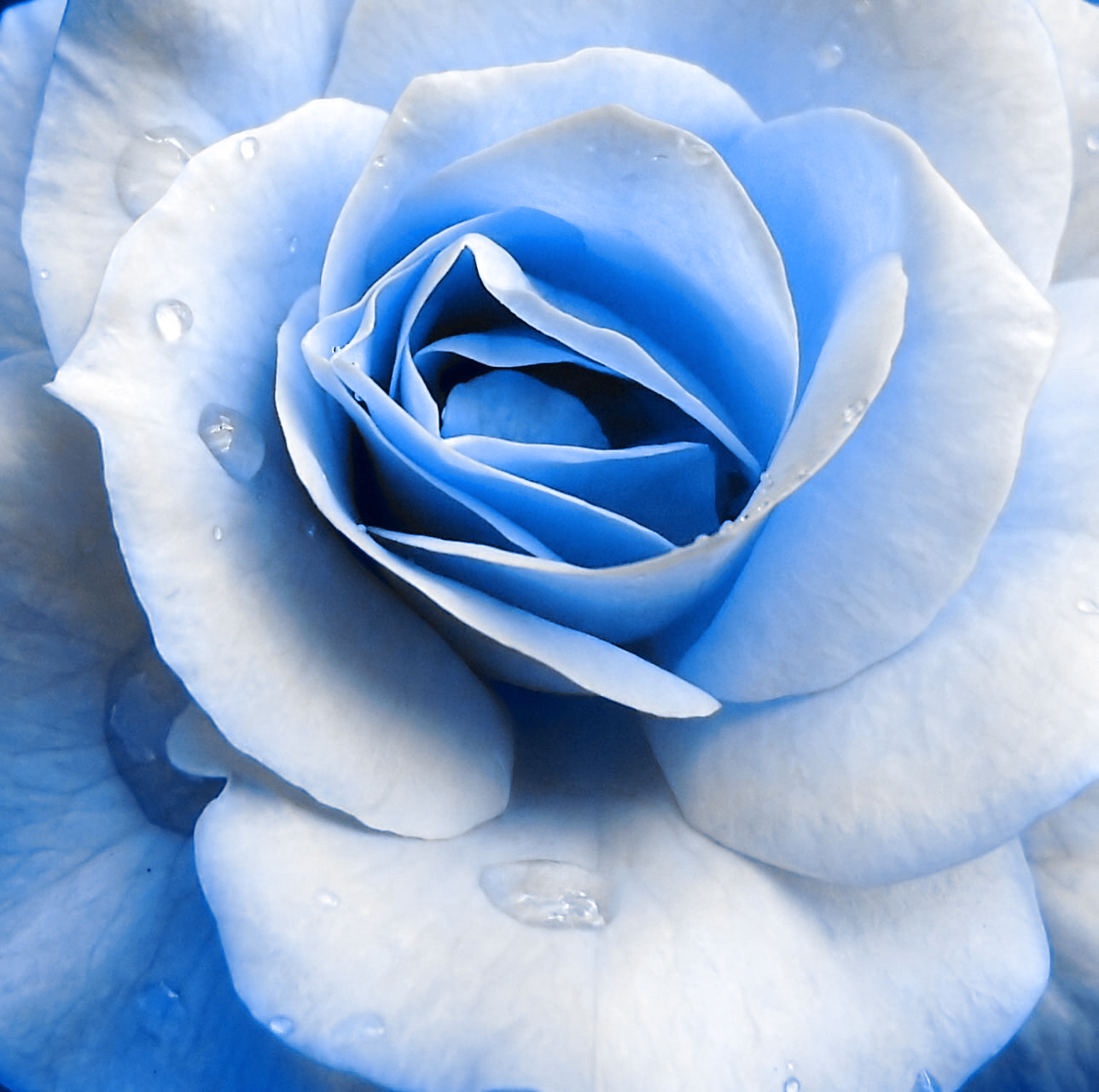 Blue Rose ~ Maybe Navy Blue