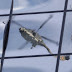 Man held for pointing laser at G-20 helicopter