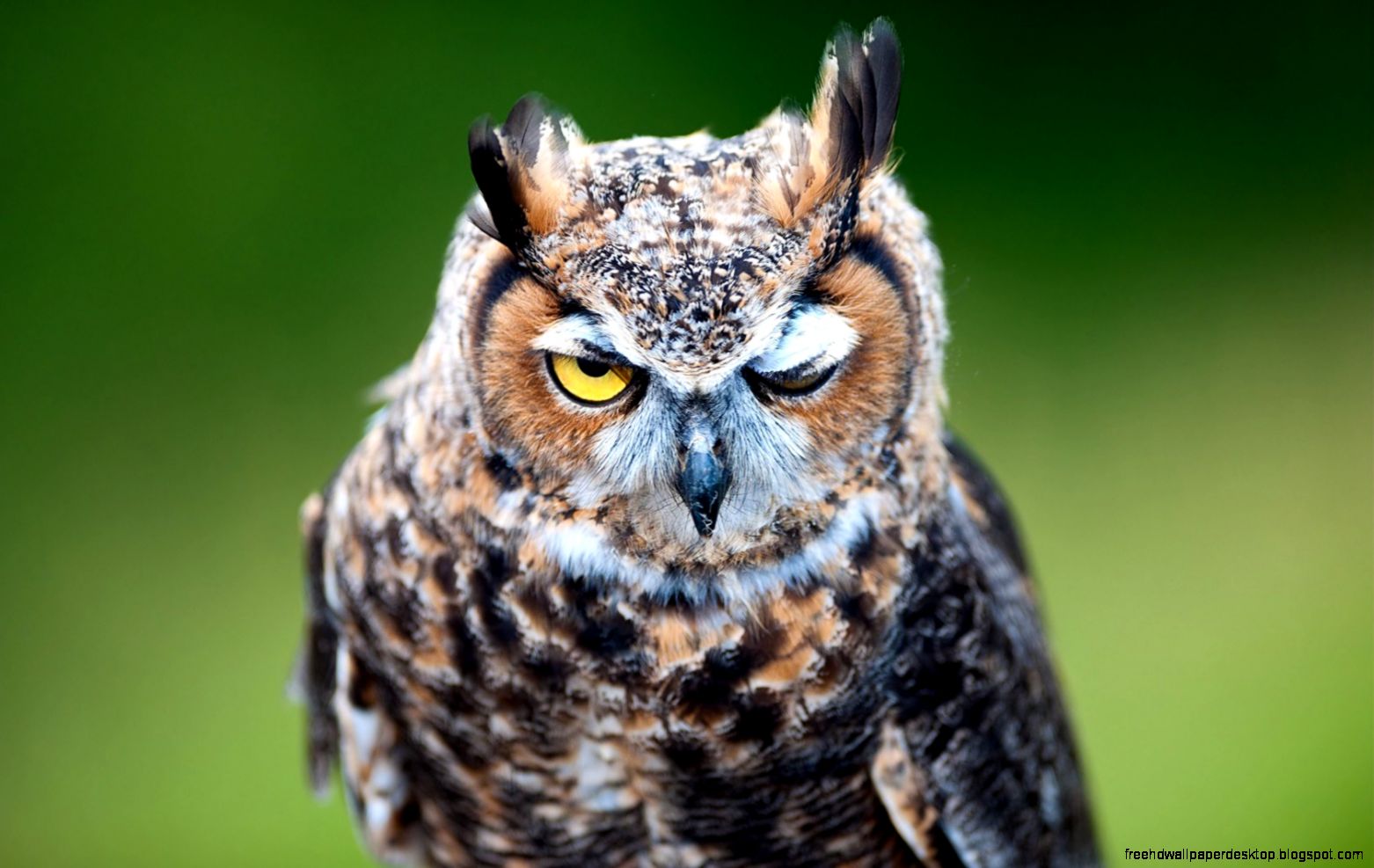 Images of Beautiful Birds of Prey Owls