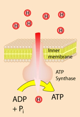 Electron Transport Chain Diagram Location Product Electron Transport Chain Biochemistry Membrane