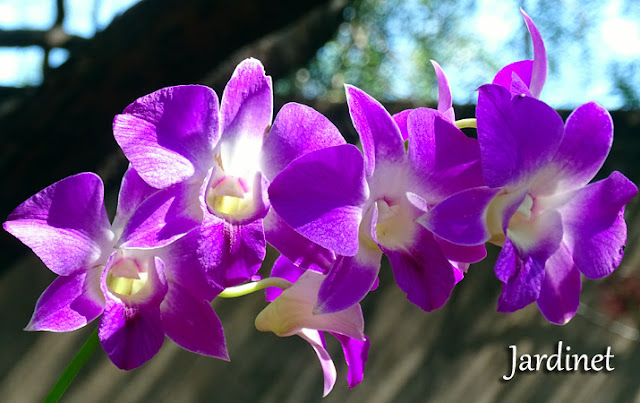Cultivo da orquídea Denphal
