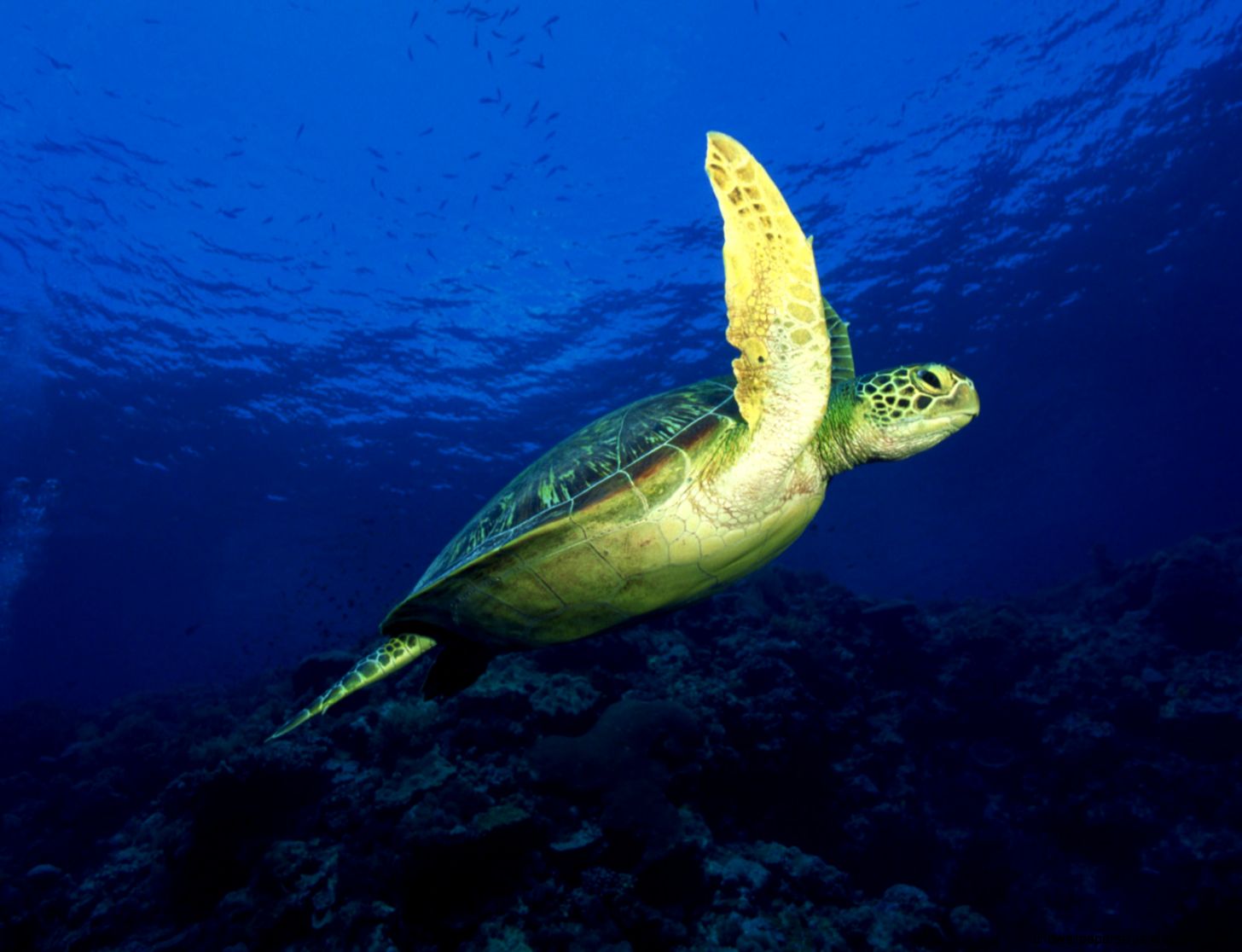 Underwater Sea Turtle