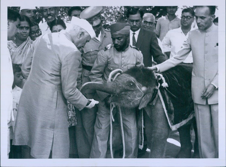 Prime Minister Jawaharlal Nehru Feeds Baby Elephant - 1961