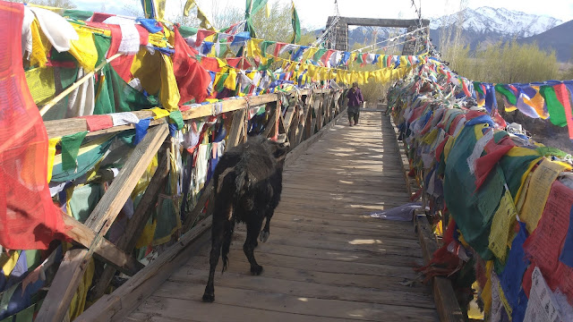 Cow Crossing the bridge
