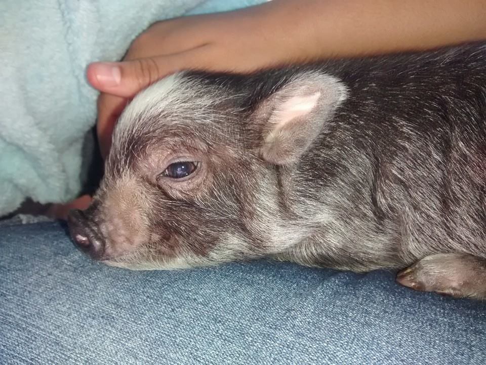 Colorado Cutie Pigs Blog