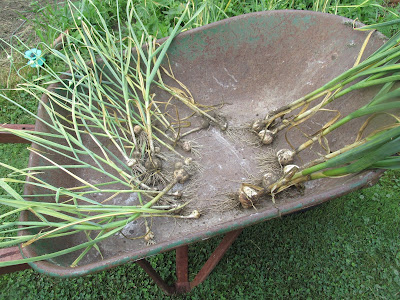 The wheelbarrow full of garlic-halfway through-Vickie's Kitchen and Garden