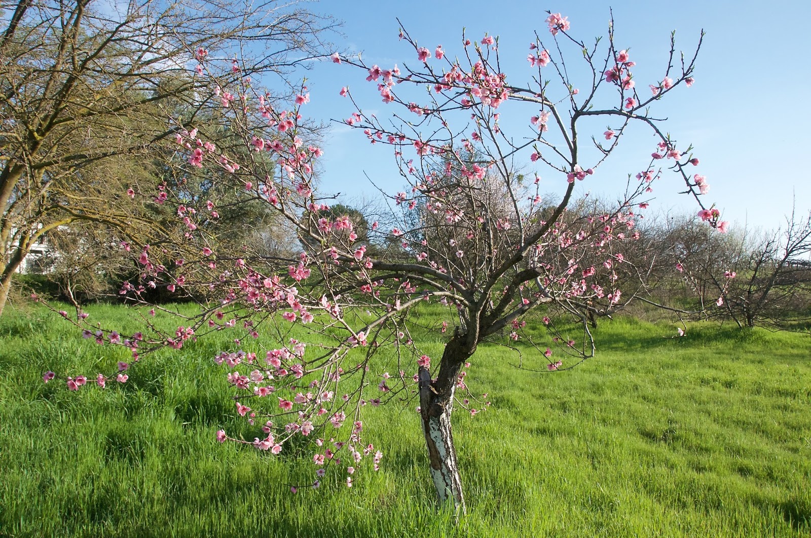 daily timewaster The little nectarine tree in bloom in our back yard.