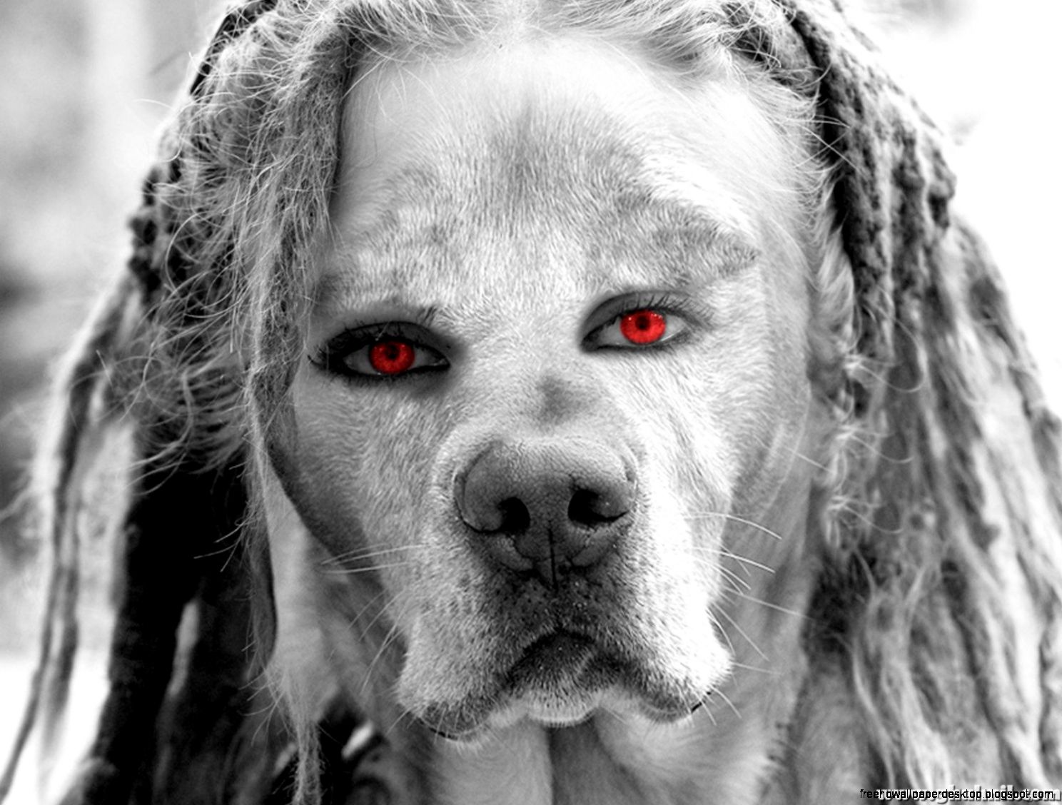 Dogs with Unique Eyes