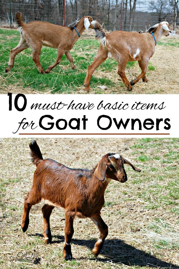 The 10 Items You Need Before You Bring Home Your First Goats Oak Hill