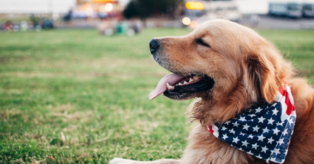 How to Bell Train Your Dog to Go Outside