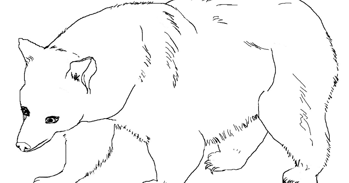 Gambar Mewarnai Beruang Untuk Anak PAUD dan TK