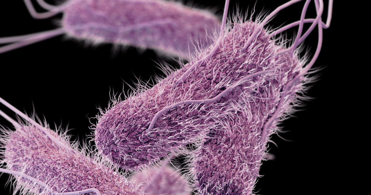 La Salmonella y su clasificación