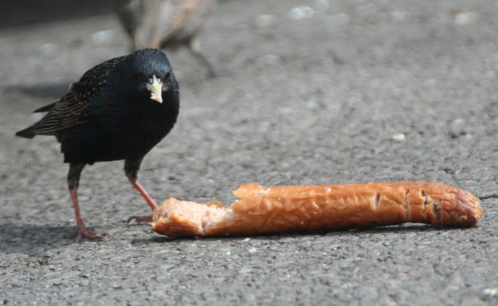 Valley Naturalist: Frankfurter feeding frenzy