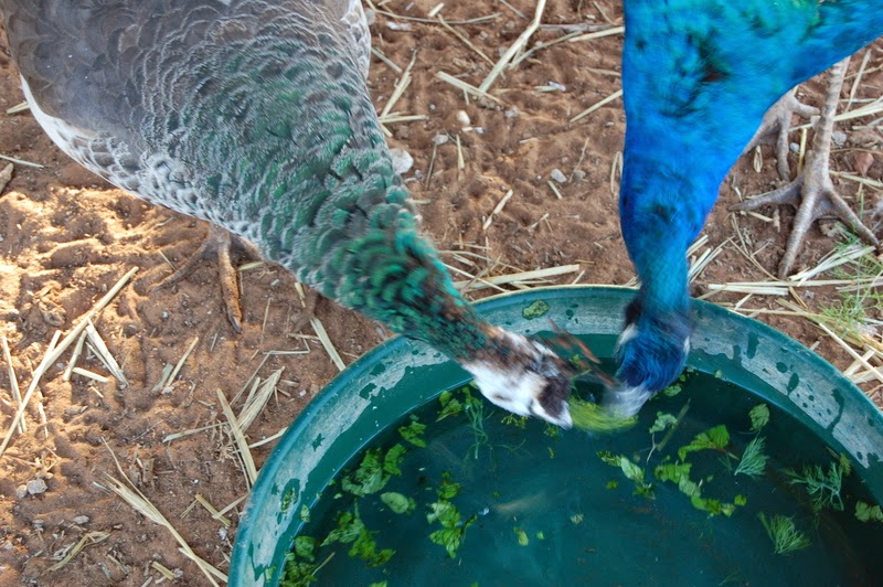 Fluffy Feather Farm Keeping Your Feathered Friends Cool