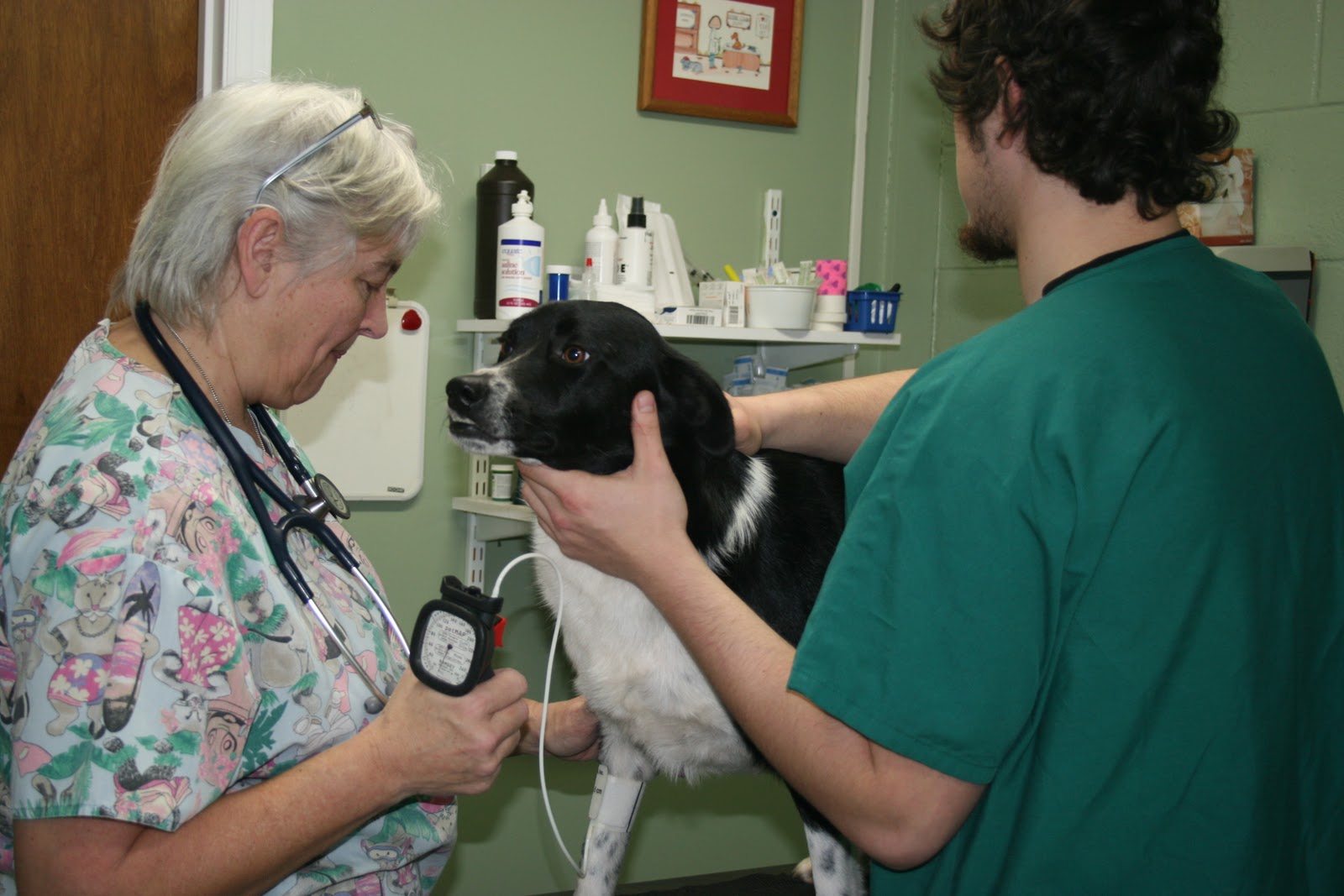 Animal Hospital of Walnut Cove March 2011
