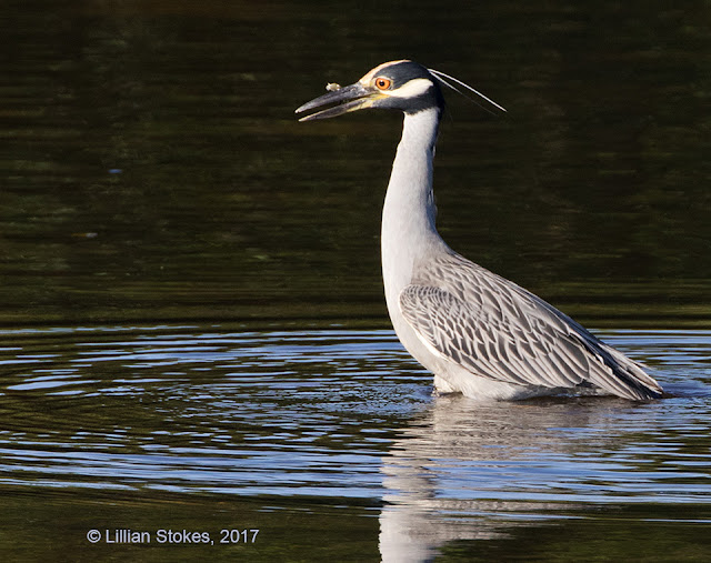 stokes birding blog networkedblogs by ninua stokes birding blog networkedblogs by ninua