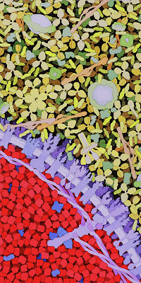 Blood. Illustration by David S. Goodsell, the Scripps Research Institute.