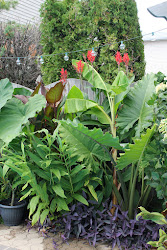 tropical plants pool purple bamboo york canna gardens banana gardening border backyard garden planting pools alocasia colocasia heart trees outdoor