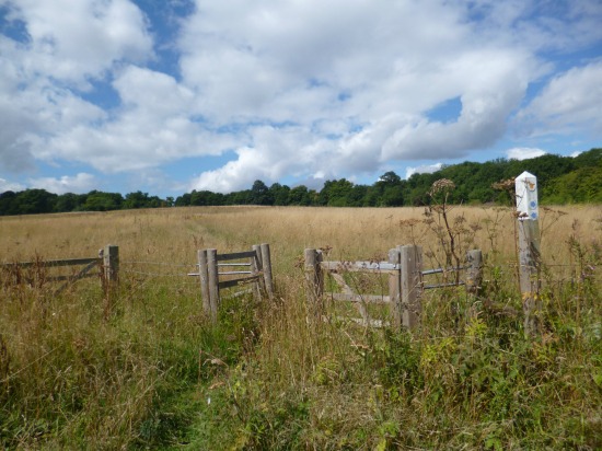 Photograph of fields, woods and gate on Walk 31: North Mymms SW Loop