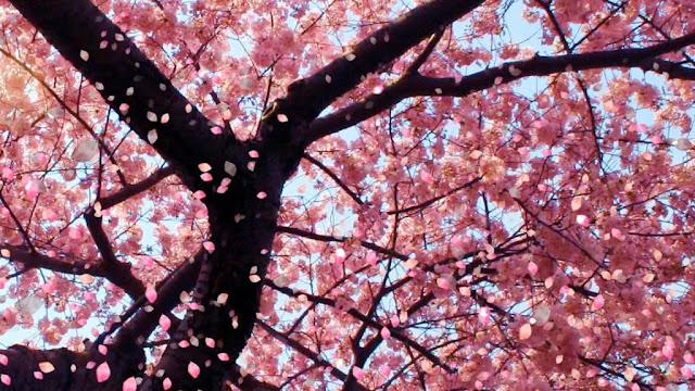 10 Gambar Wallpaper Bunga Sakura