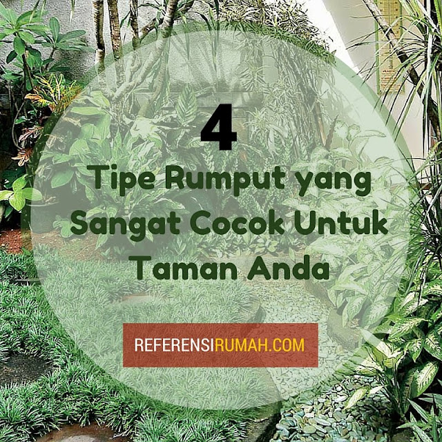 Inilah Tipe Rumput yang Sangat Cocok Untuk Ditanam di Taman Anda Inilah Tipe Rumput yang Sangat Cocok Untuk Ditanam di Taman Anda