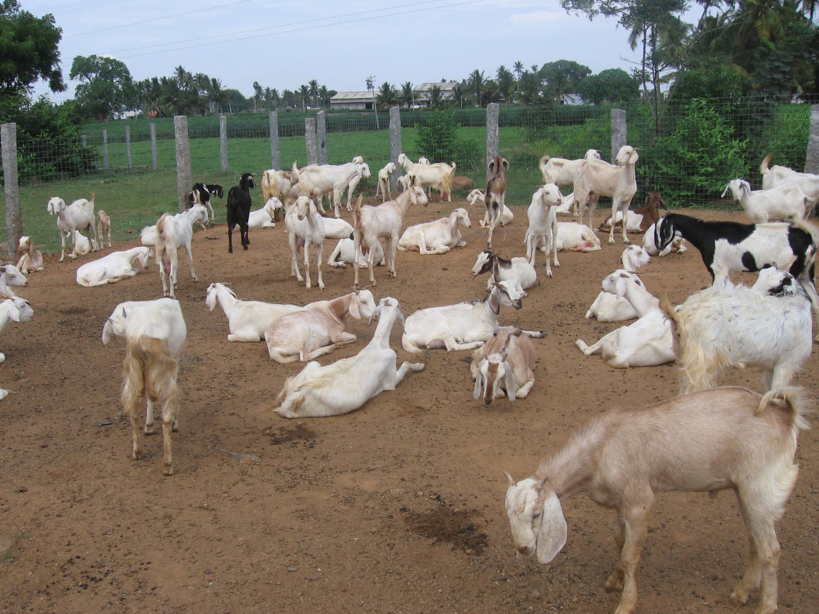 Содержание домашней козы. Ферма для дойных коз. Козы на ферме. Разведение животных. Коза в хозяйстве.