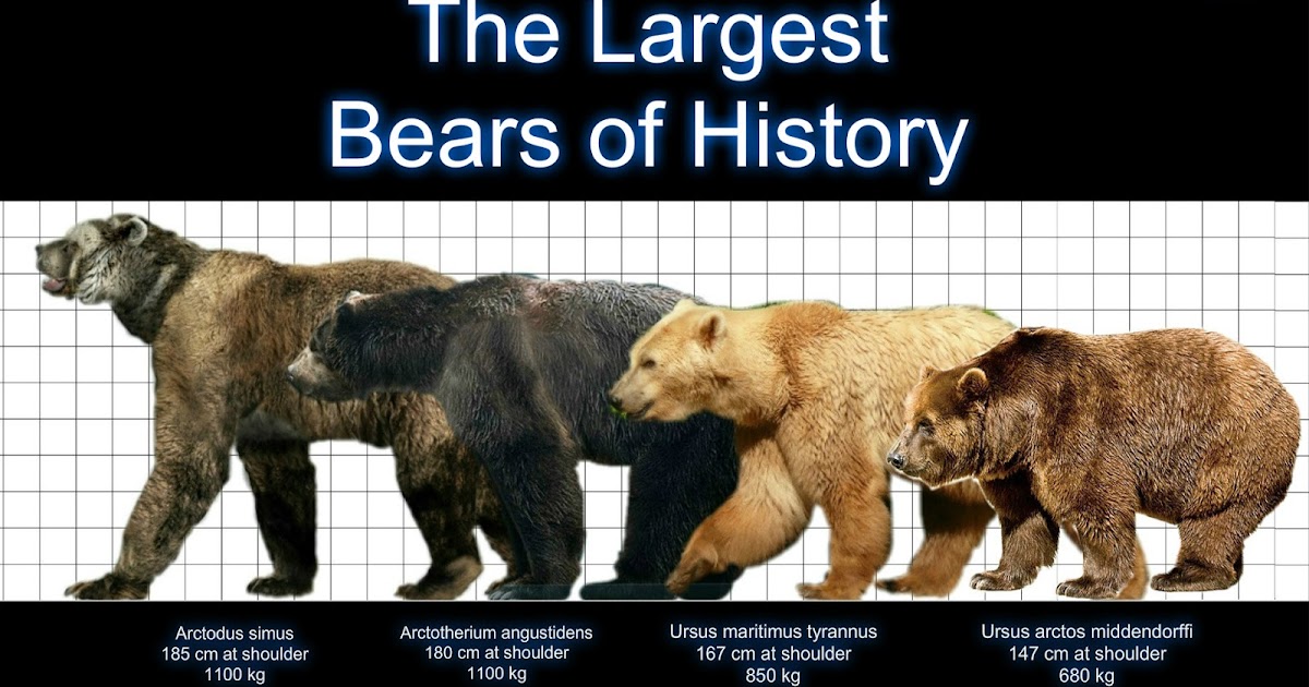 Extinct Animal of the Week The Biggest Bear