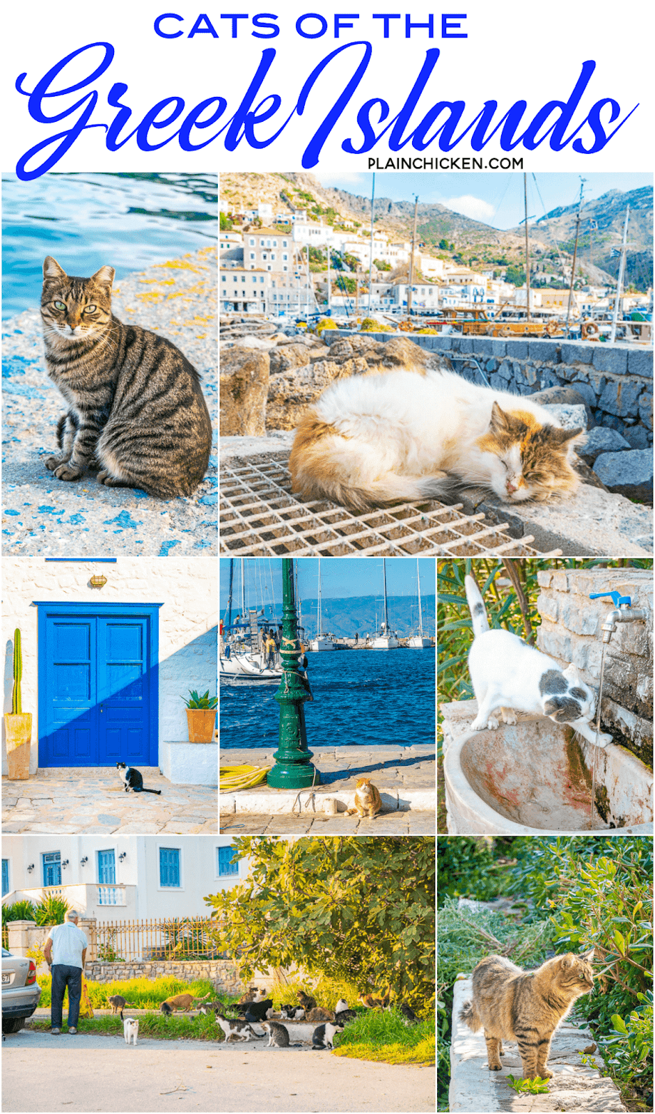 Cats of Greece Plain Chicken®