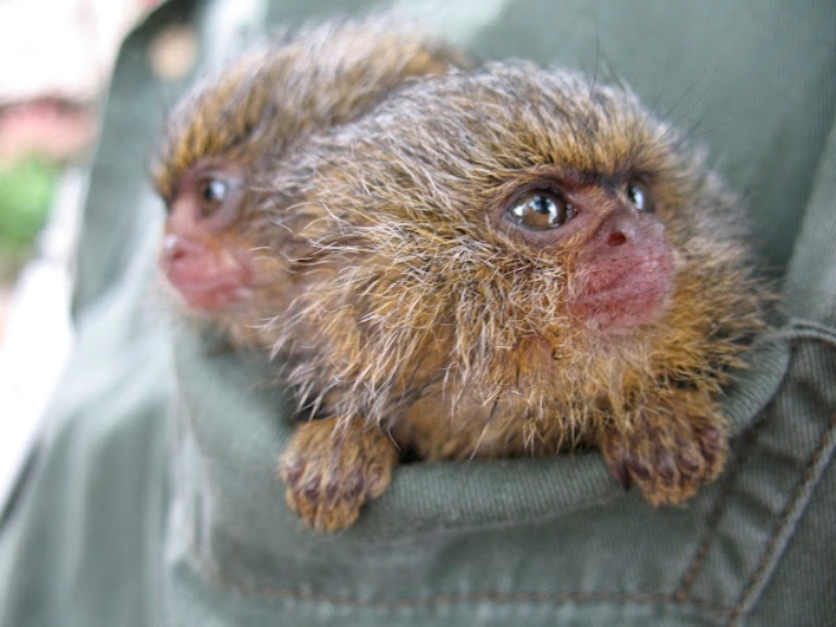 Finger Monkey | Baby Capuchin Monkey