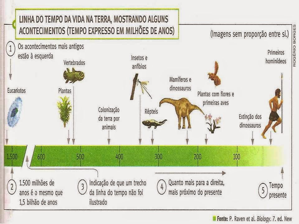 Explique Com Suas Palavras O Que São árvores Filogenéticas