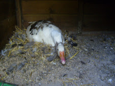 A broody goose sitting on eggs