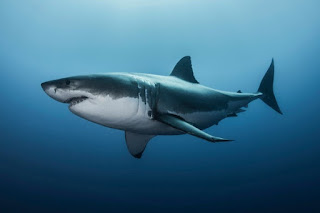 Sharks dream meaning Sharks dream Interpretation