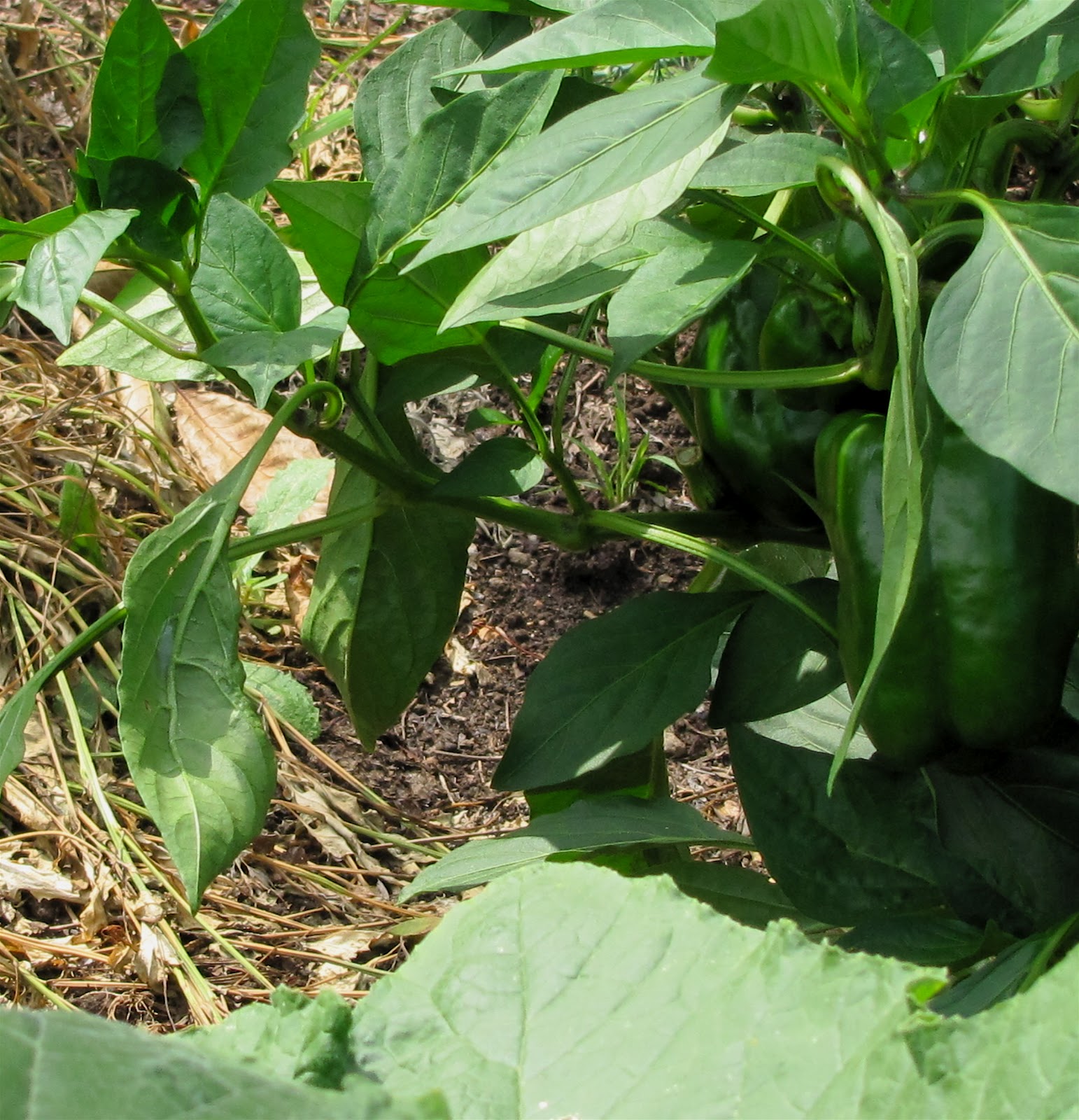 THE SKOOG FARM JOURNAL: HOW DOES YOUR GARDEN GROW?