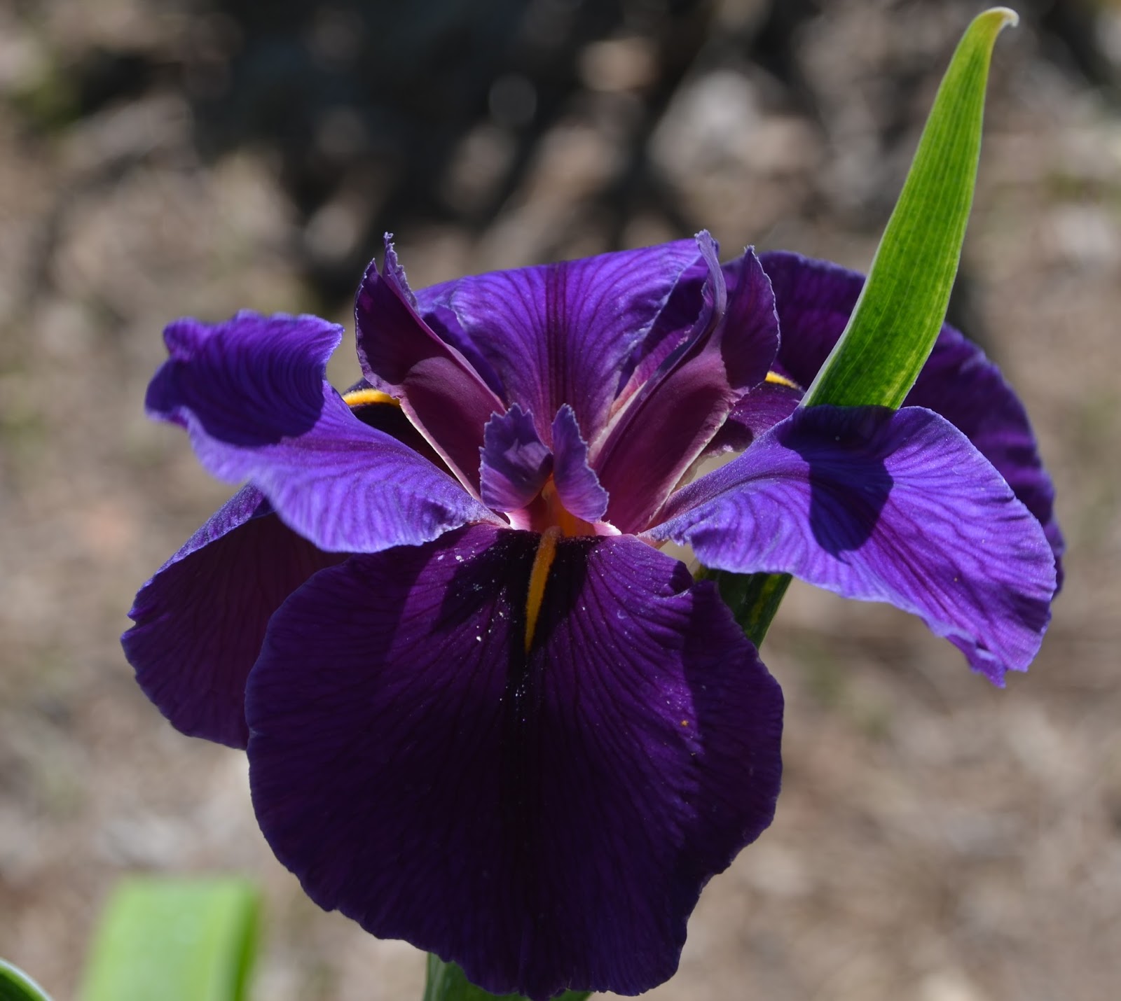 World of Irises Louisiana Irises