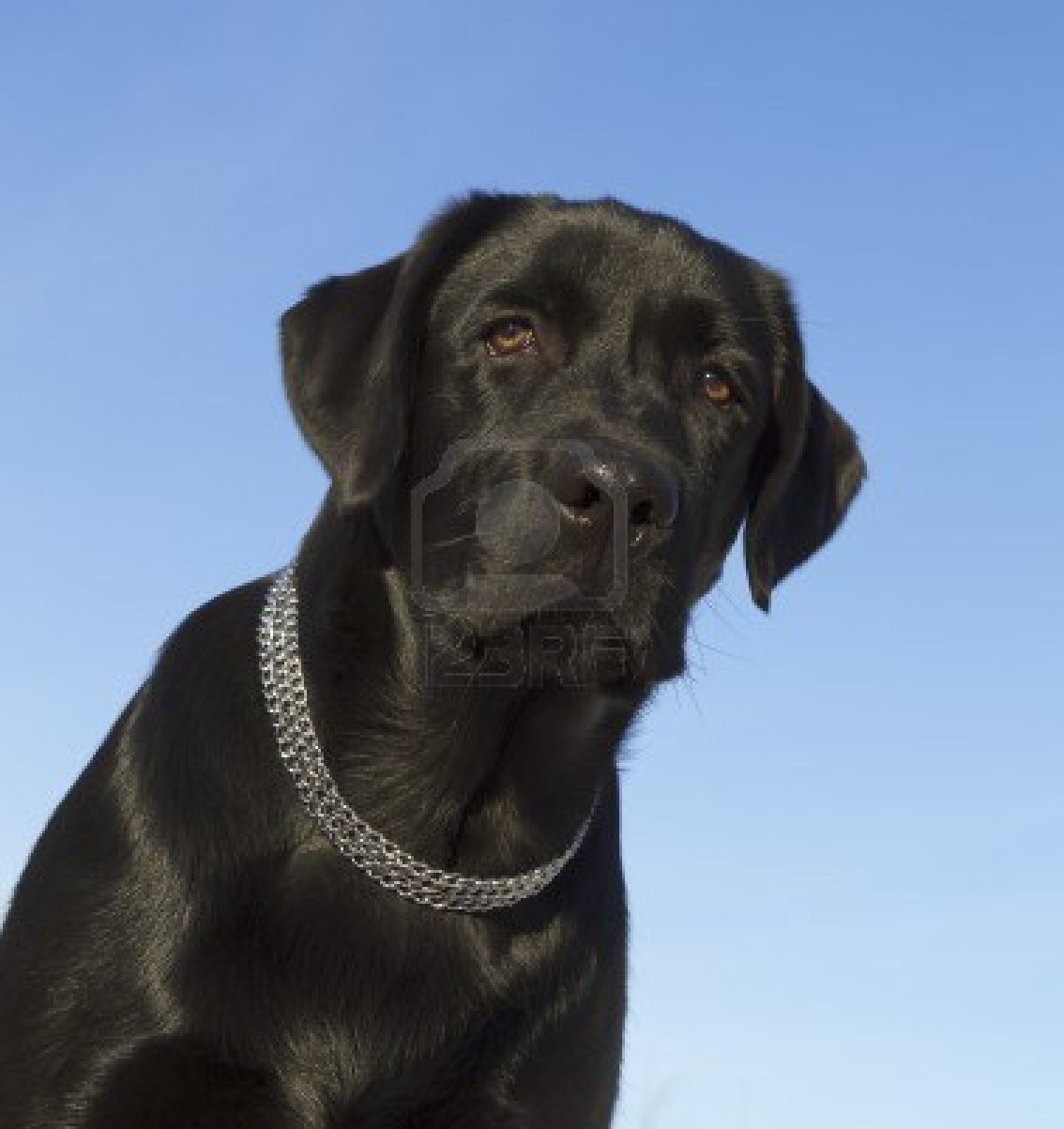 Cute Dogs Cute Black Labrador retriever