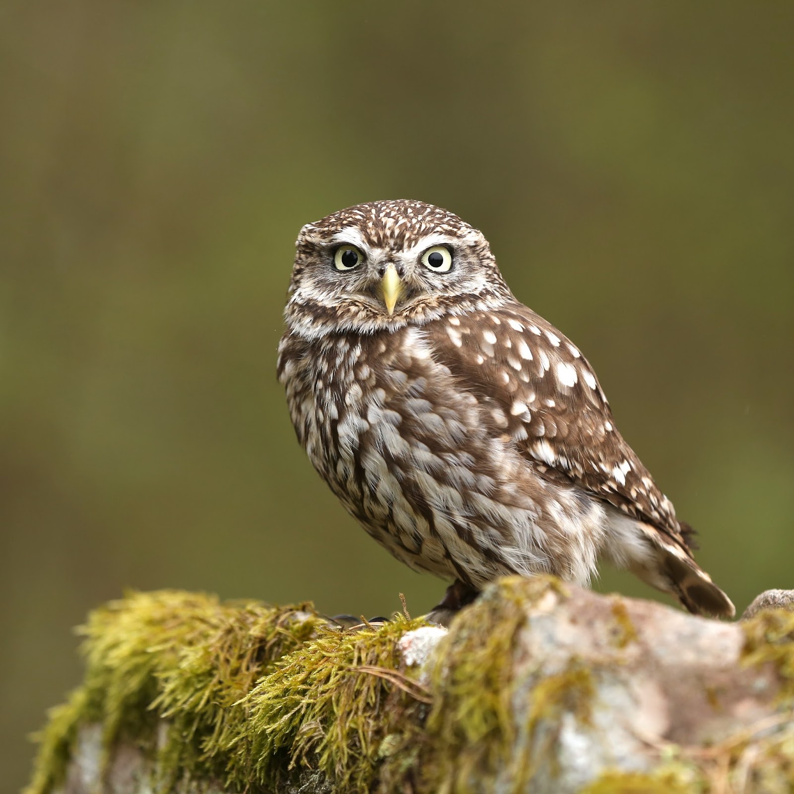 TrogTrogBlog: Bird of the week - Little owl