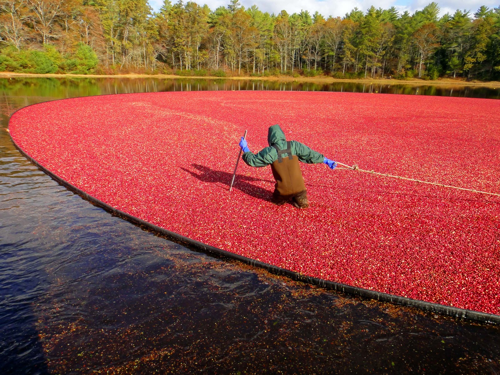 Joe's Retirement Blog A Cranberry Harvest, Plymouth, Massachusetts, USA