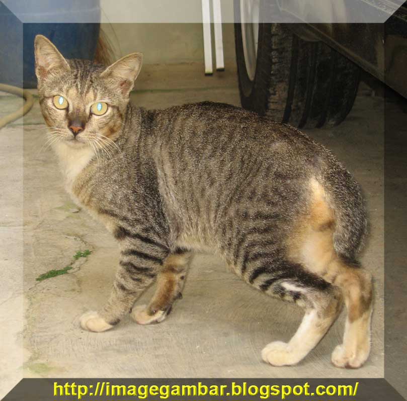 90 Gambar Binatang Kucing Garong Gratis Gambar Hewan