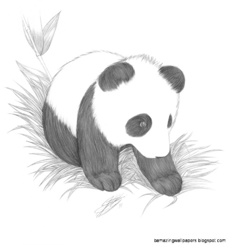 Baby Panda Drawing In Pencil | Amazing Wallpapers
