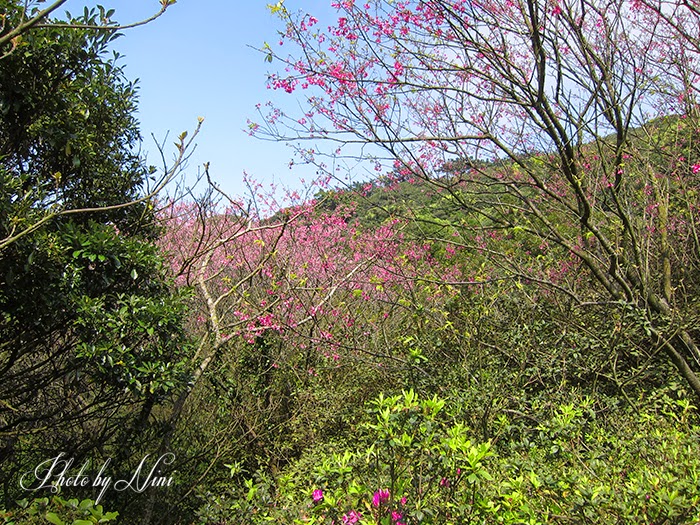 【陽明山景點】大屯自然公園。台北也有野餐聖地賞櫻祕境