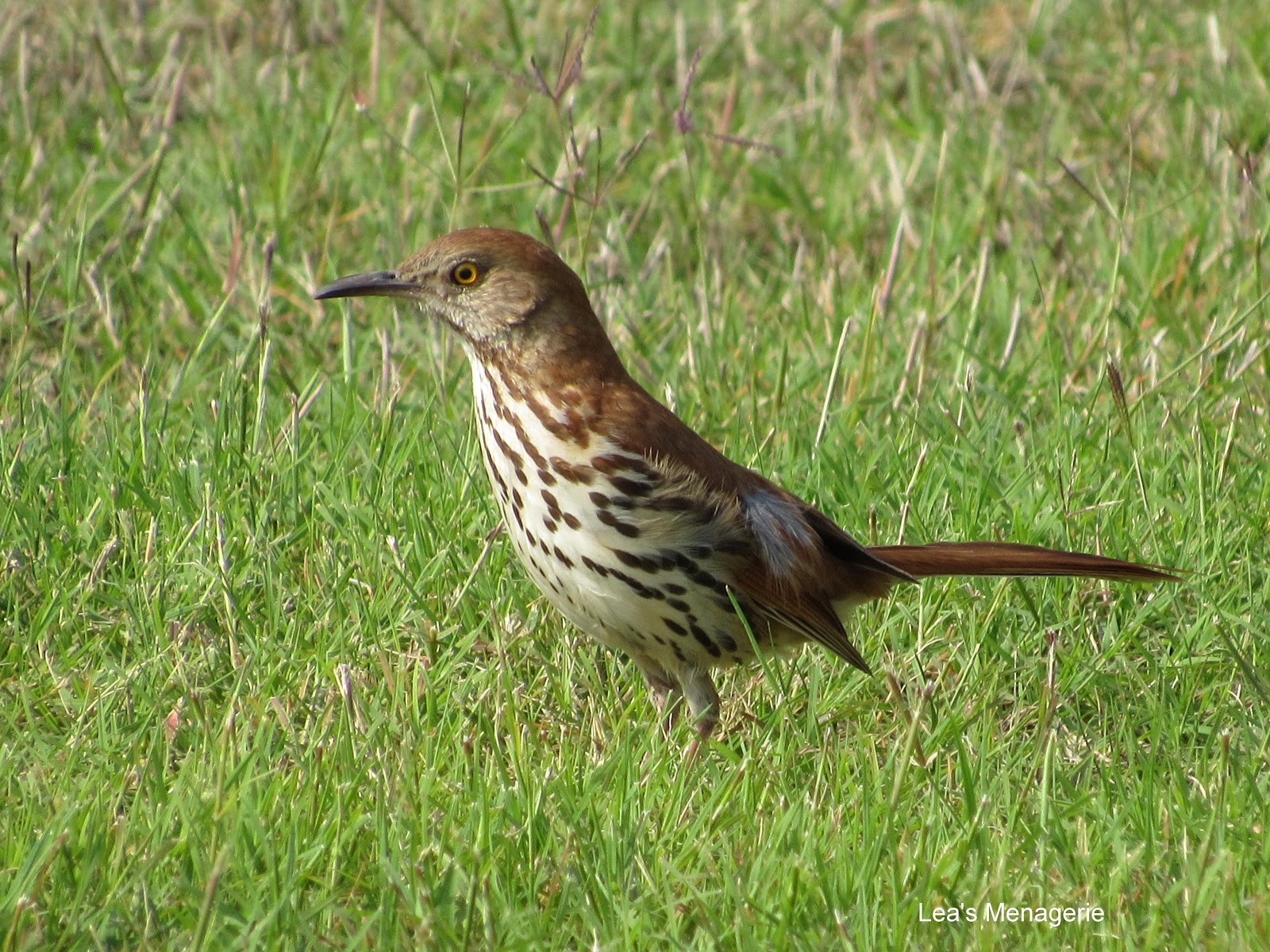 Lea's Menagerie Brown Thrashers, June 7, 2017