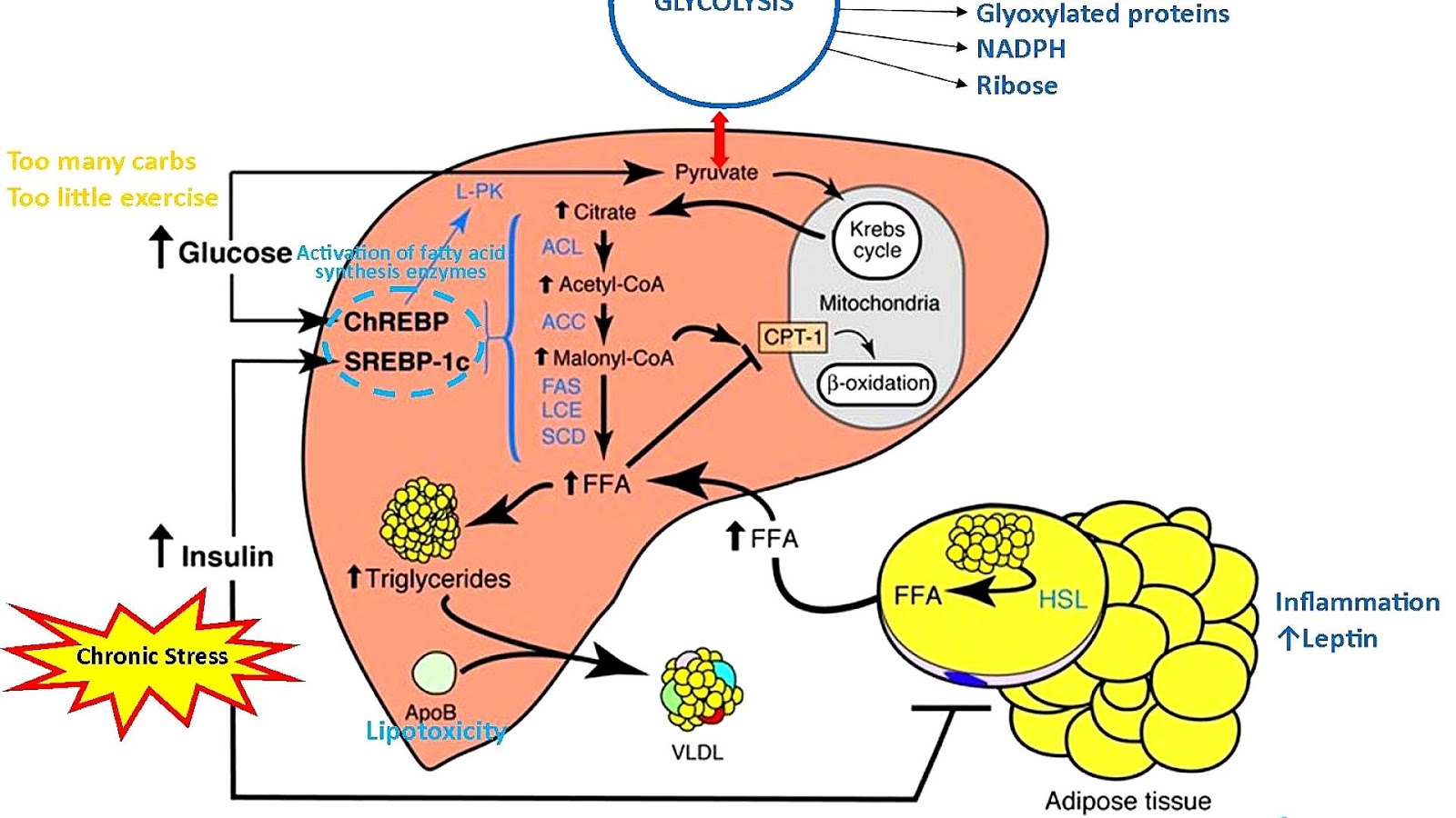 Fatty Liver Insulin Resistance Insulin Choices