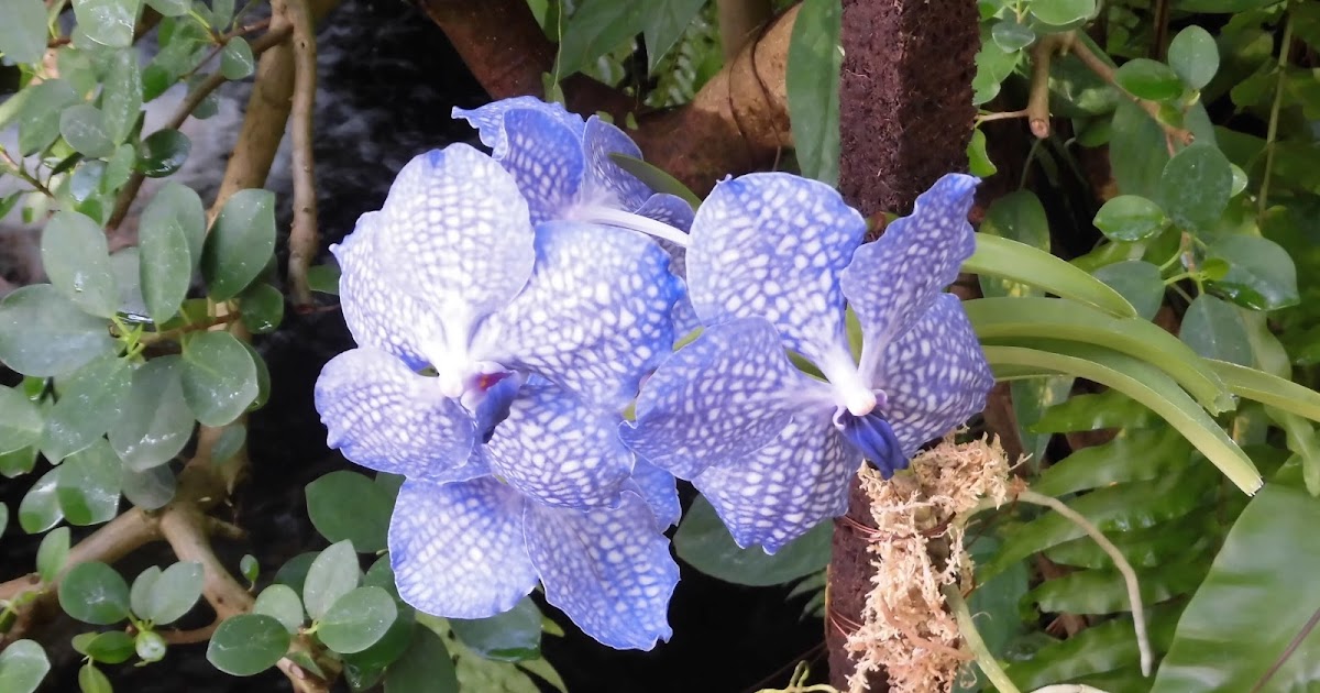 60歳で無職の優雅な日々 バンダ・クルタナ・ブルー Vanda kultana Blue