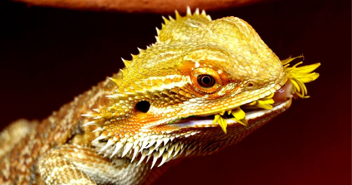 bearded-dragon-body-language