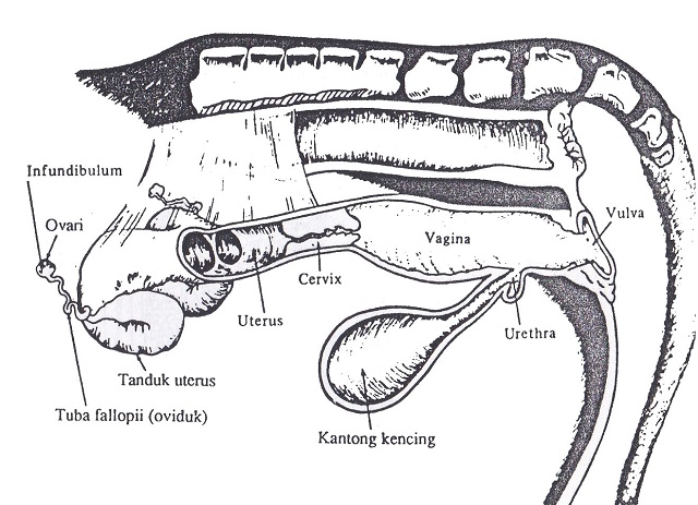 Sistem Reproduksi Pada Sapi