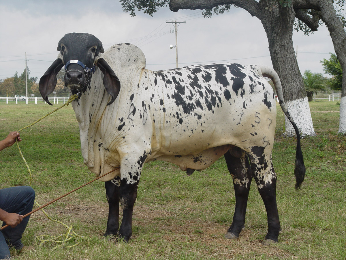 Reproduccion Bovina: CAMPEONES 2012