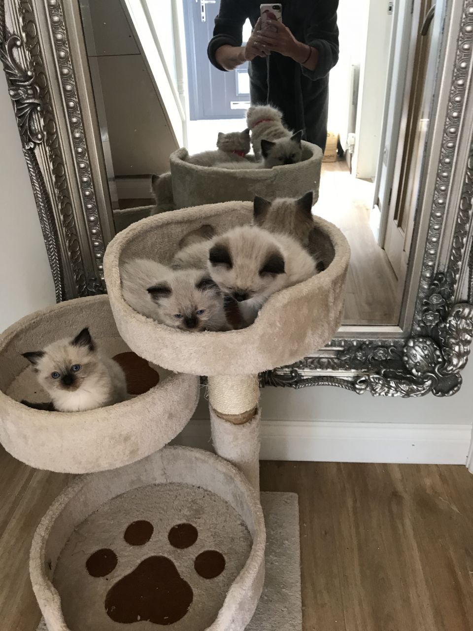 The Kuwait Cats and kittens Adoption and sales email us at