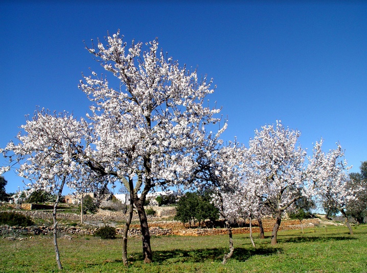 Maiorca e Ibiza in Fiore: il fascino delle isole Baleari in un insolito anticipo di Primavera