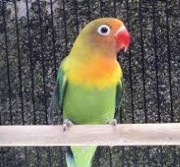 Memilih Lovebird Josan Yang Bagus Siap Gantang Info Manfaat